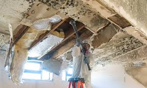 Professional Mold Removal in Bassett, VA